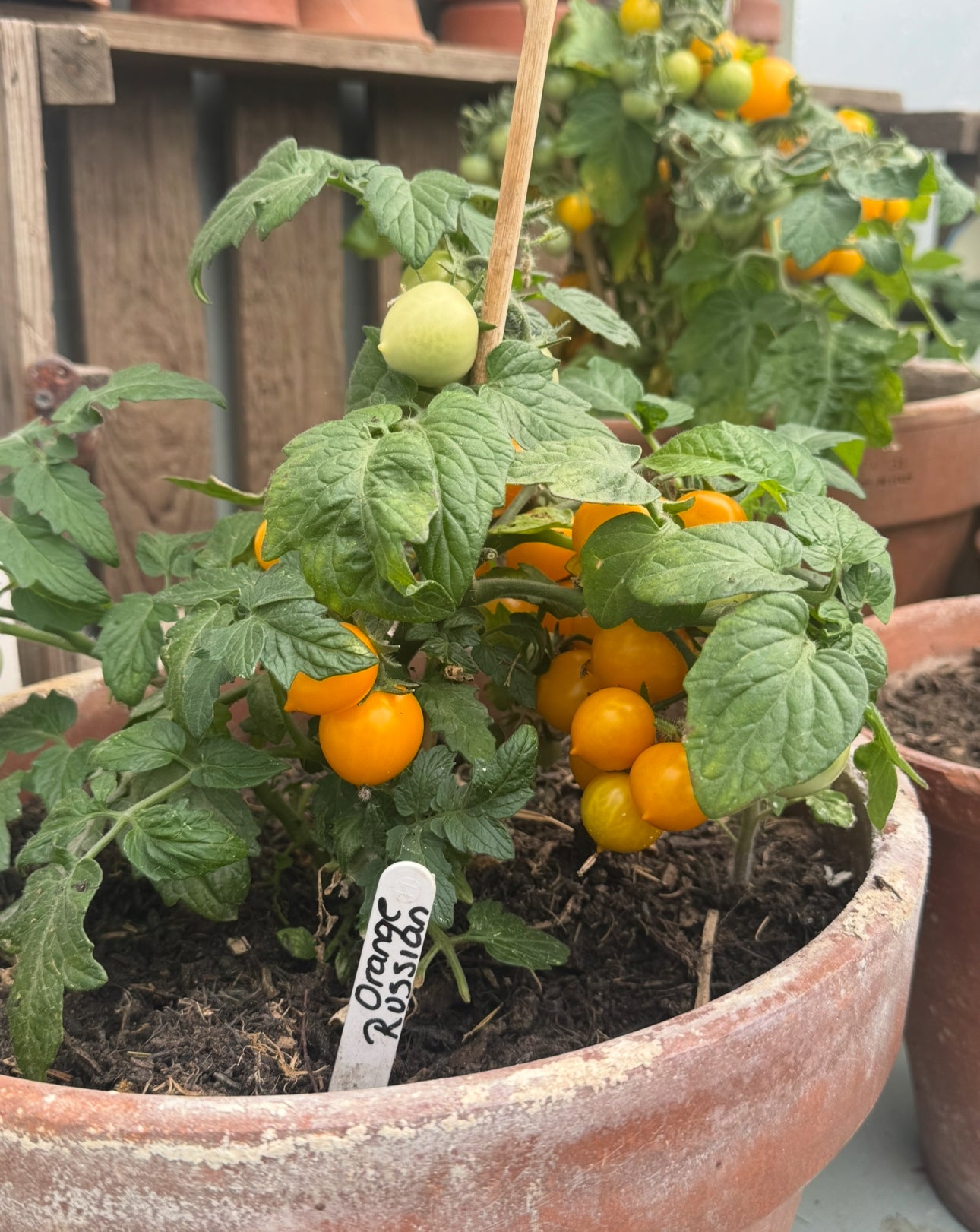 MICRO Orange Russian