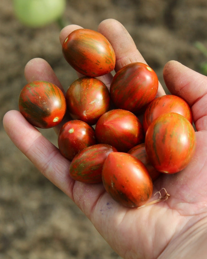 MICRO Lois Baby Tiger