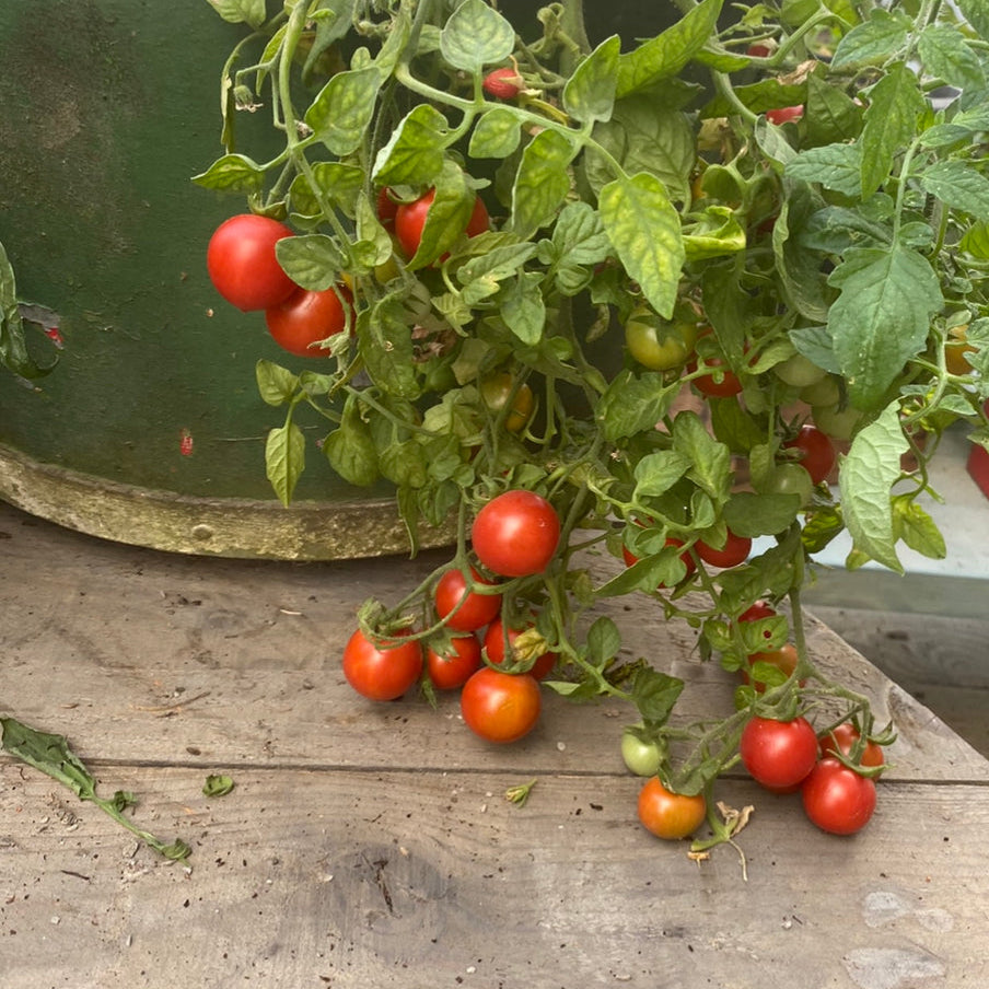Sweet for children