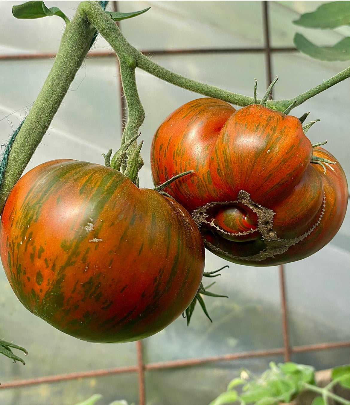 Girls girls weird thing