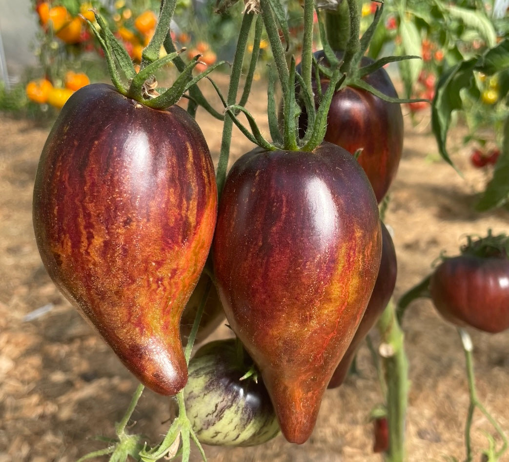 Rebel starfighter prime