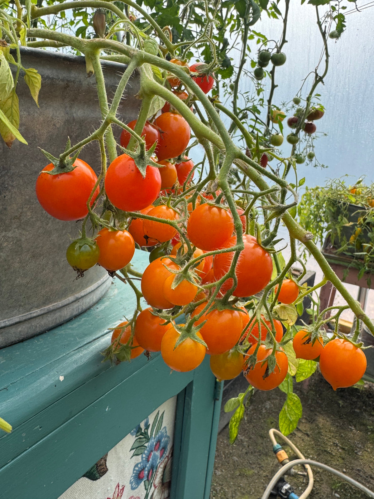 Pendulina Orange