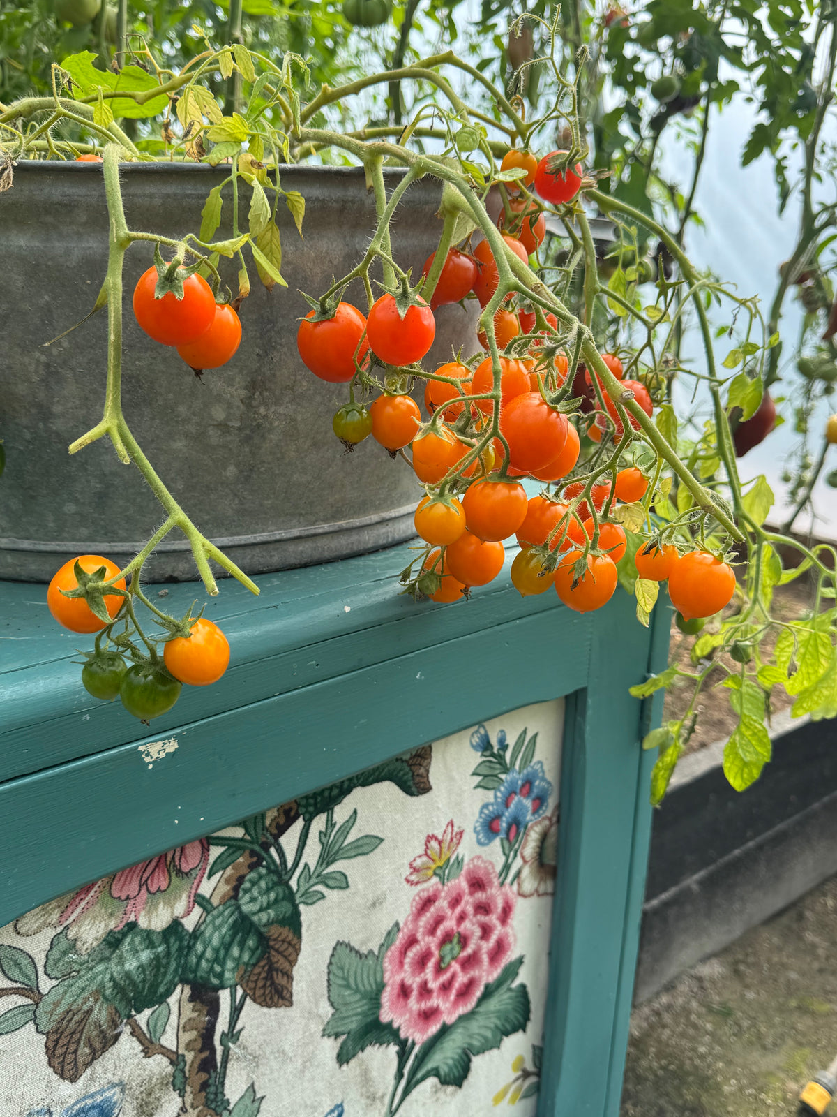 Pendulina Orange