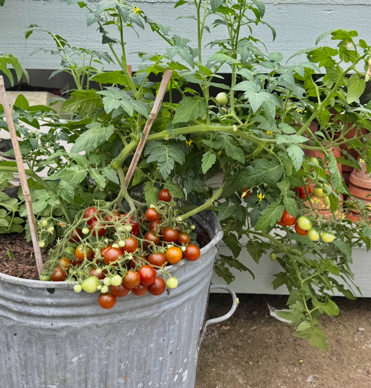 MICRO  Dark dwarf Multiflora