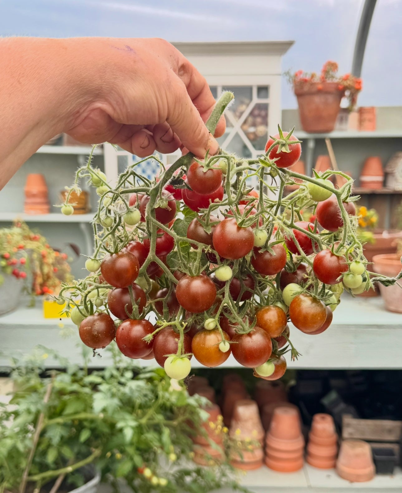 MICRO  Dark dwarf Multiflora
