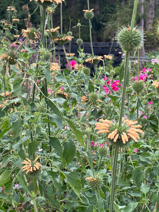 Leonotis Nepetifolia