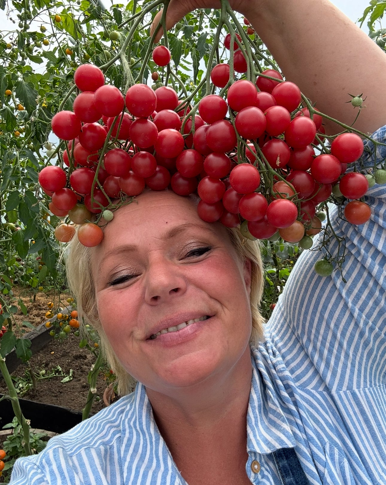 Rose Quartz Multiflor