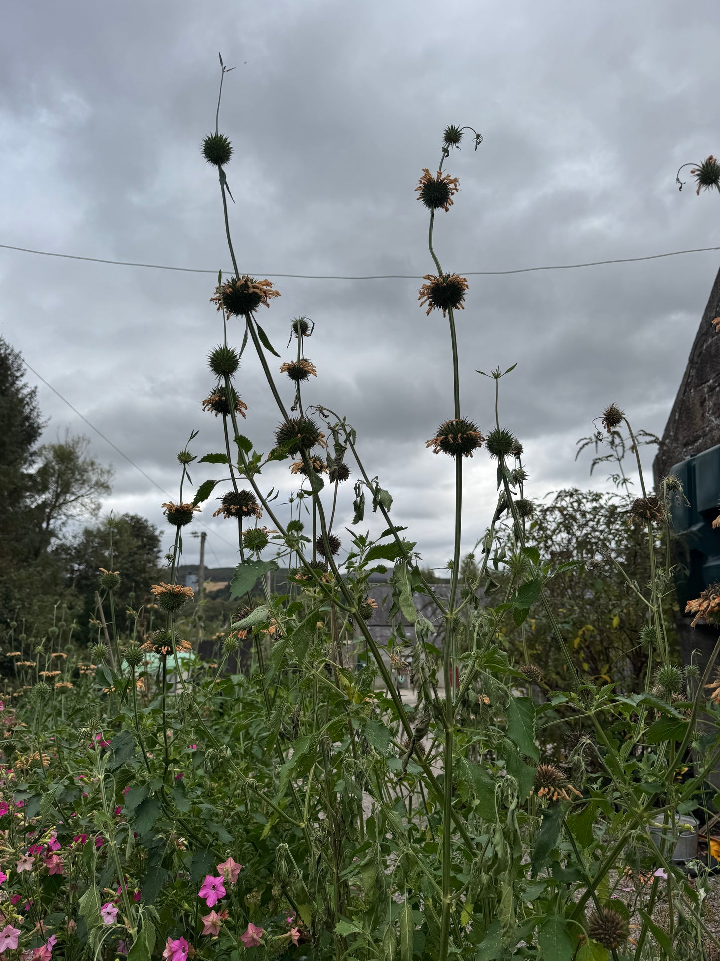 Leonotis Nepetifolia