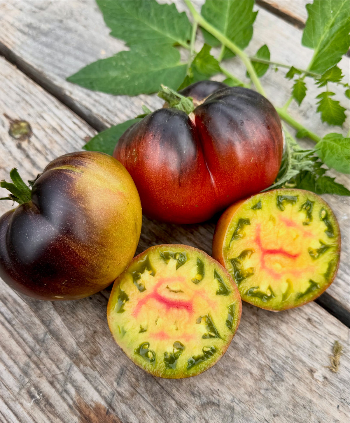 Sofias Bliss tomato