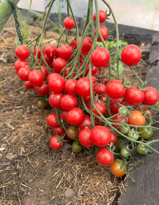 Rose Quartz Multiflor