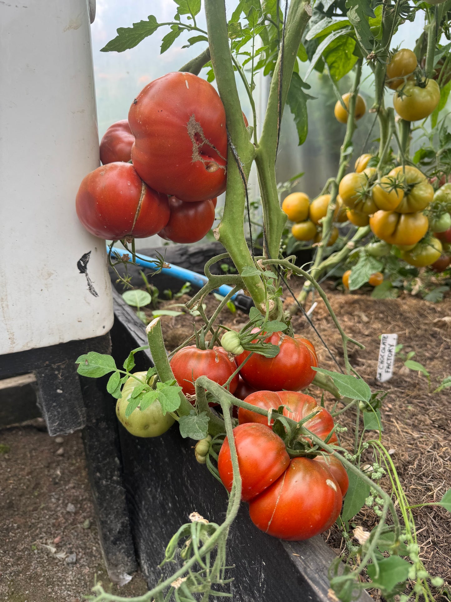 DWARF Chocolate Factory