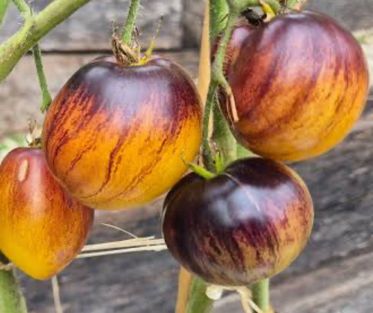 Rebel Starfighter Kayleigh Anne