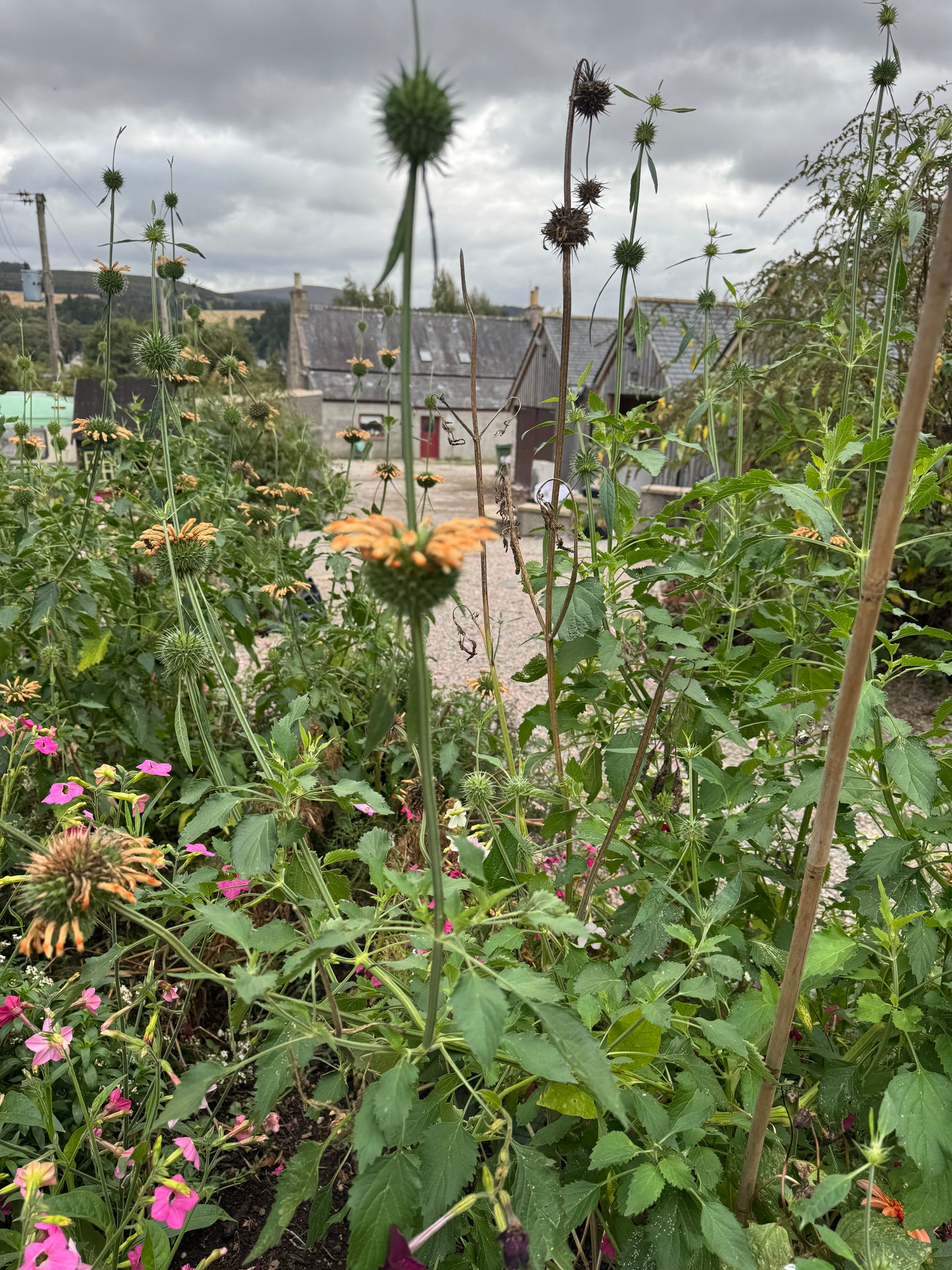 Leonotis Nepetifolia