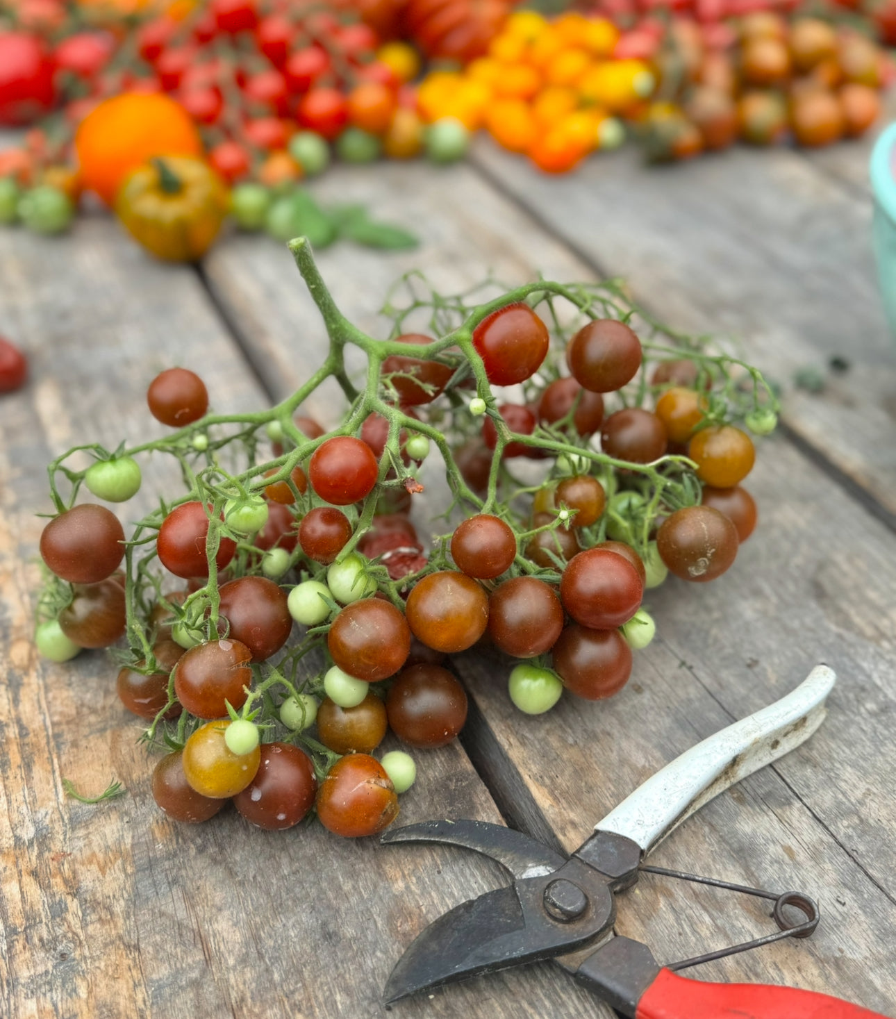 MICRO  Dark dwarf Multiflora