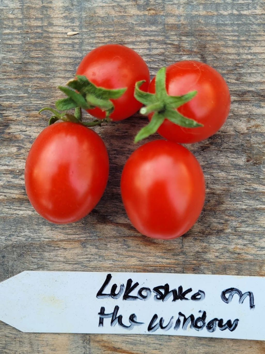 MICRO Lukoshko on the window