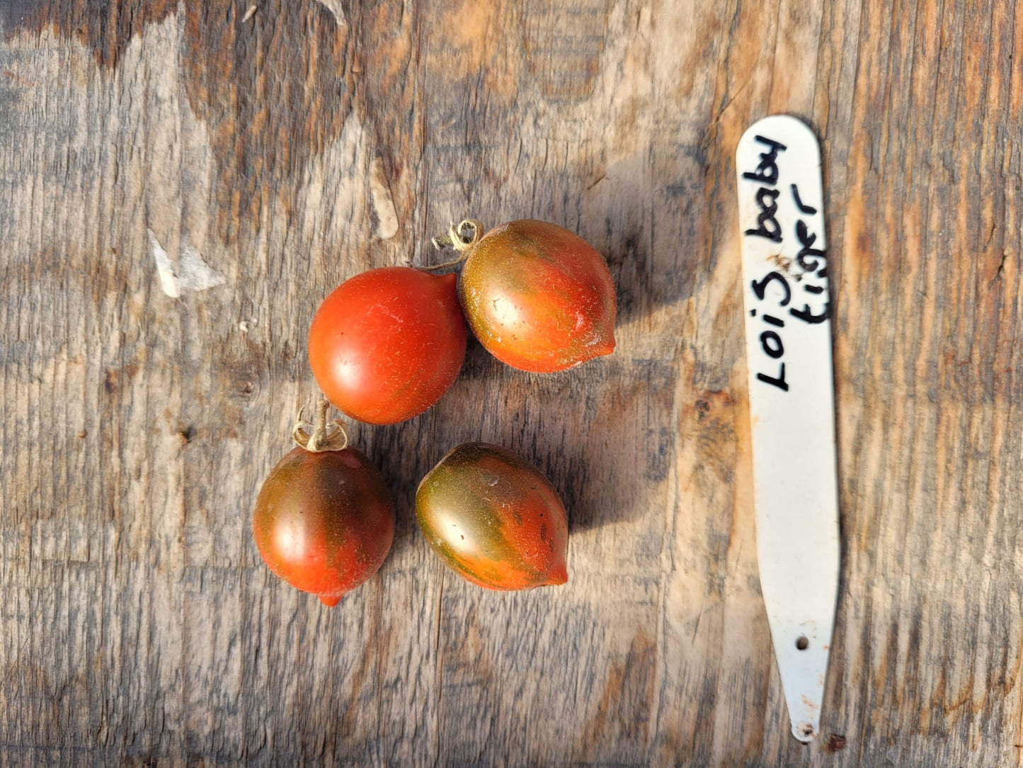 MICRO Lois Baby Tiger