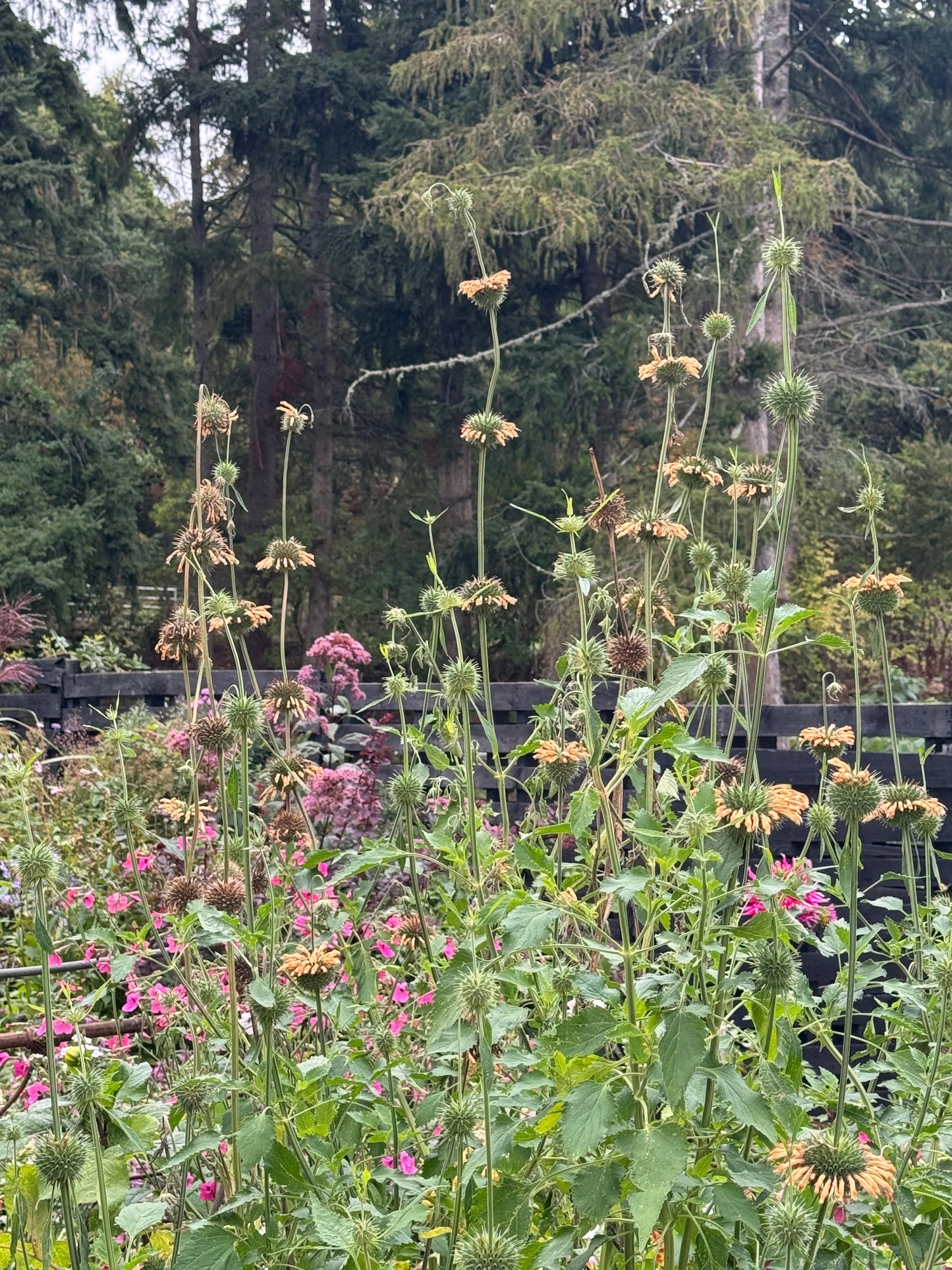 Leonotis Nepetifolia