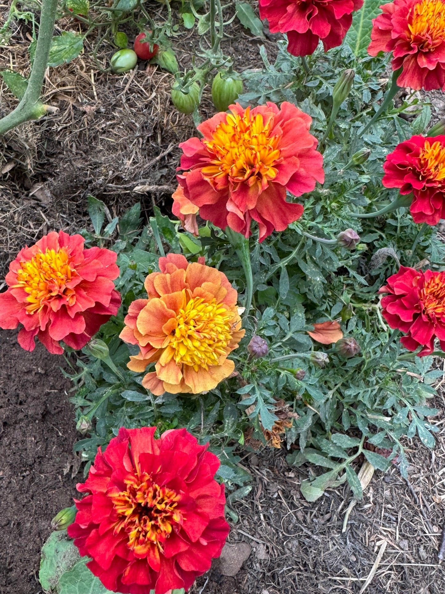 French marigold Strawberry blonde
