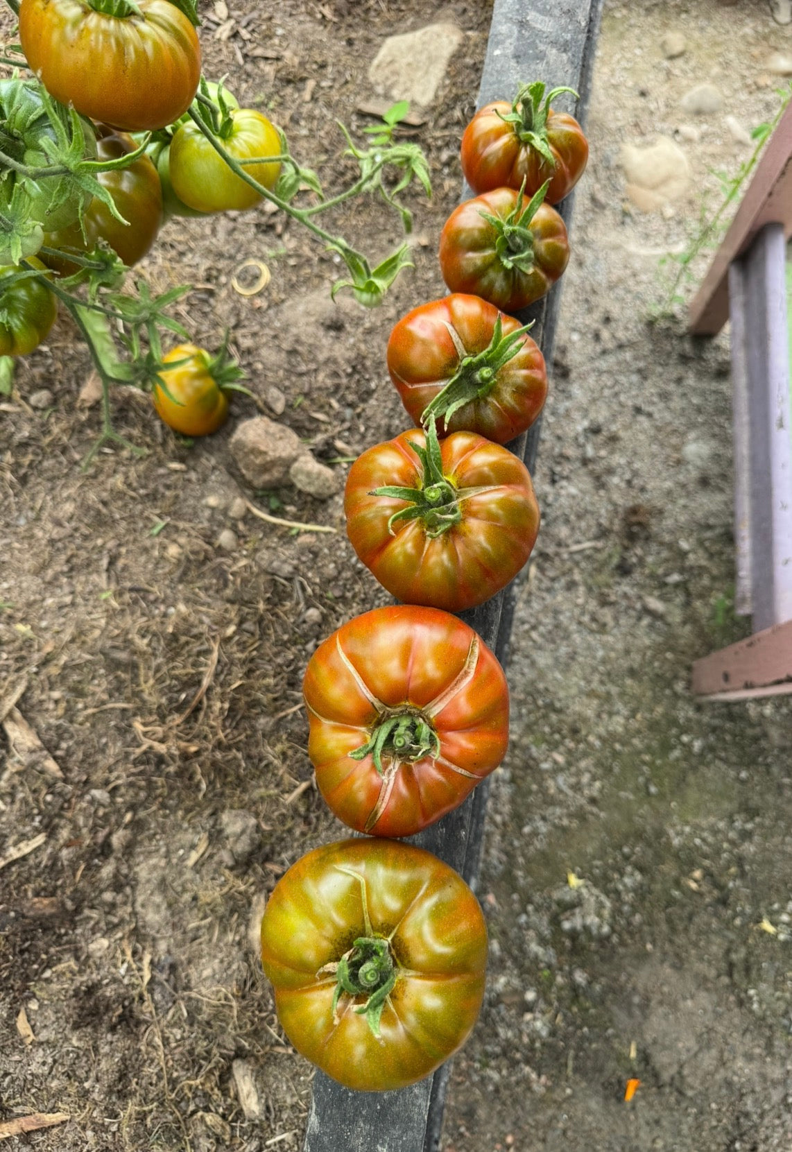 Copia Pomme