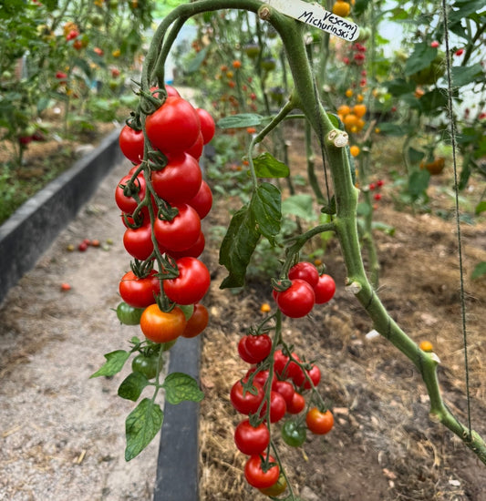 Vesennij Michurinskij