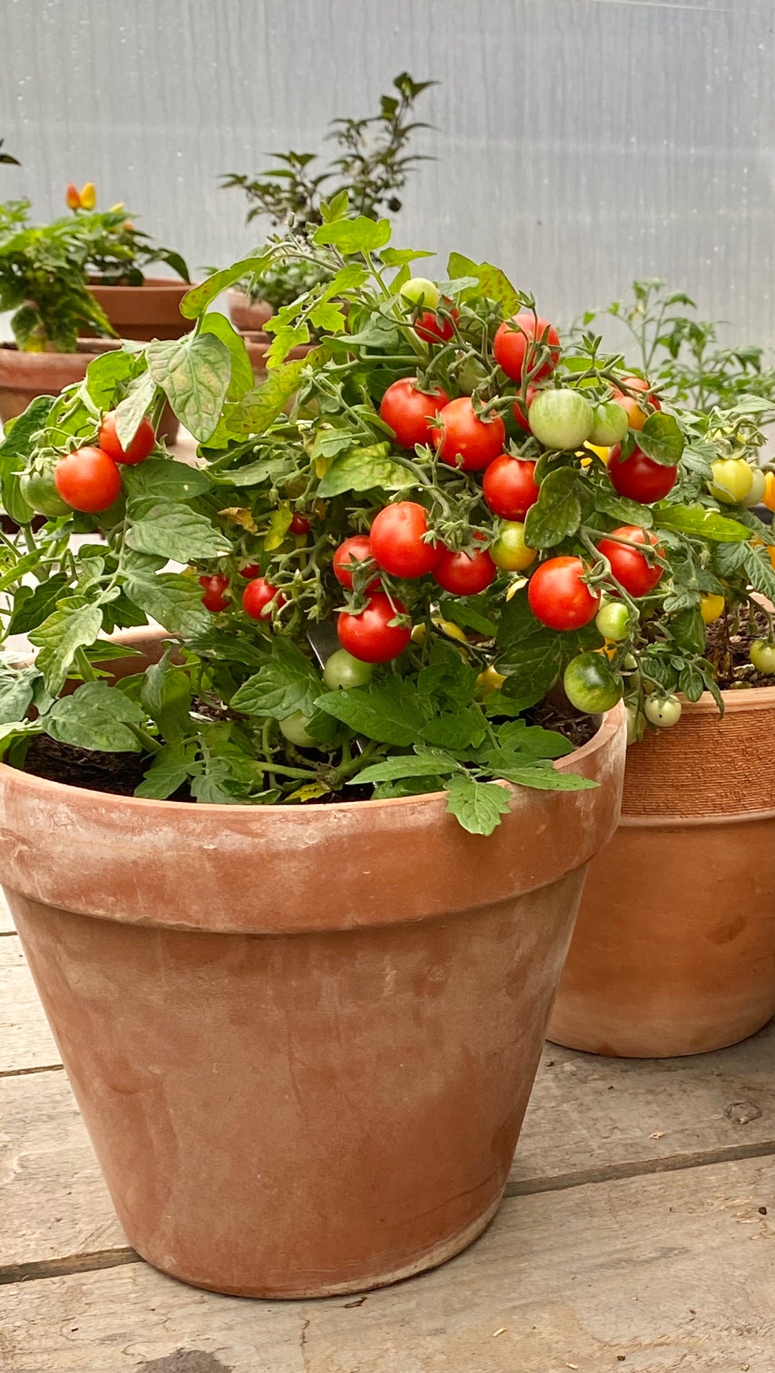 MICRO Red Robin – Camillas Countryliving