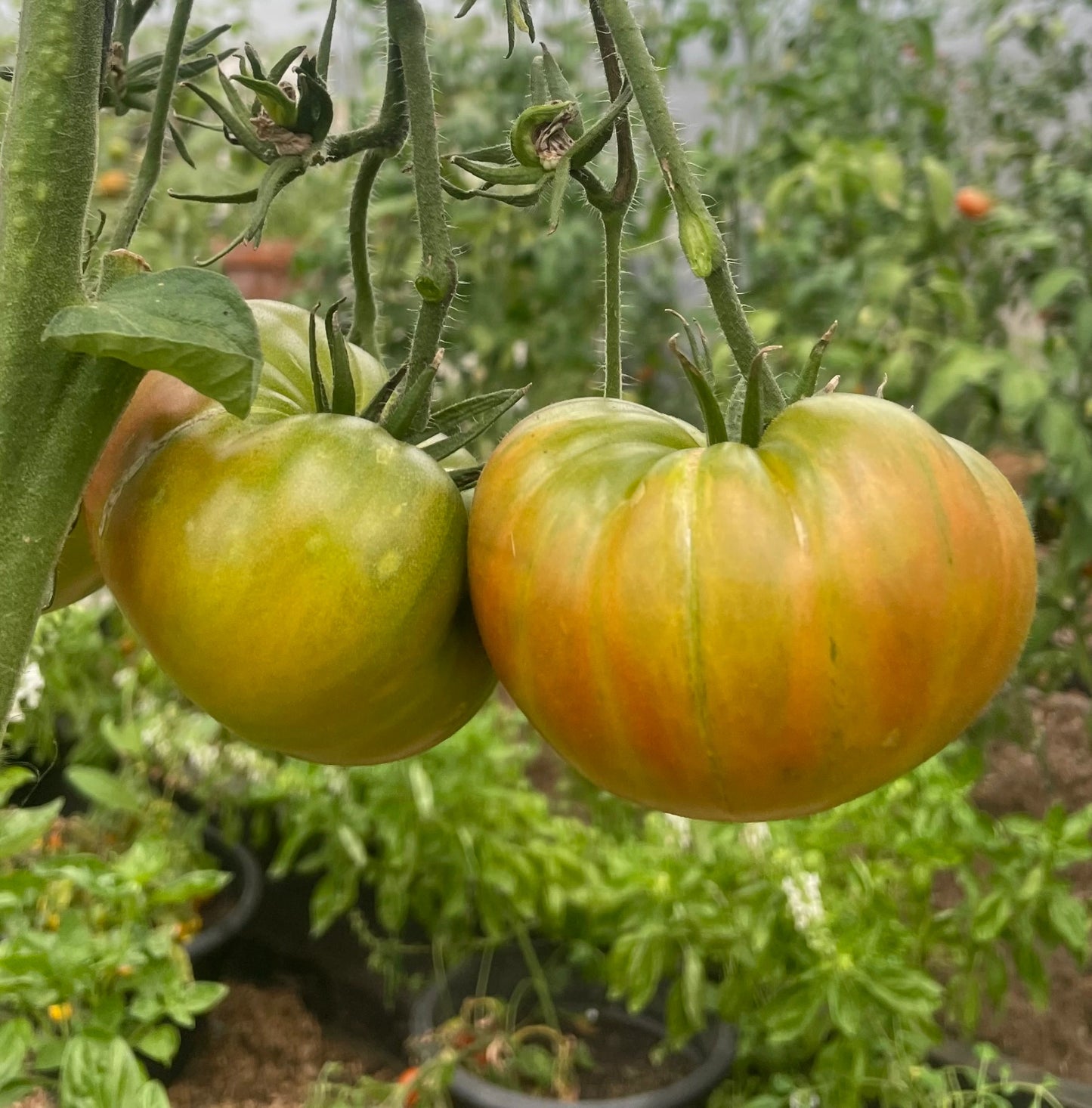 Aunt Rubys german Green