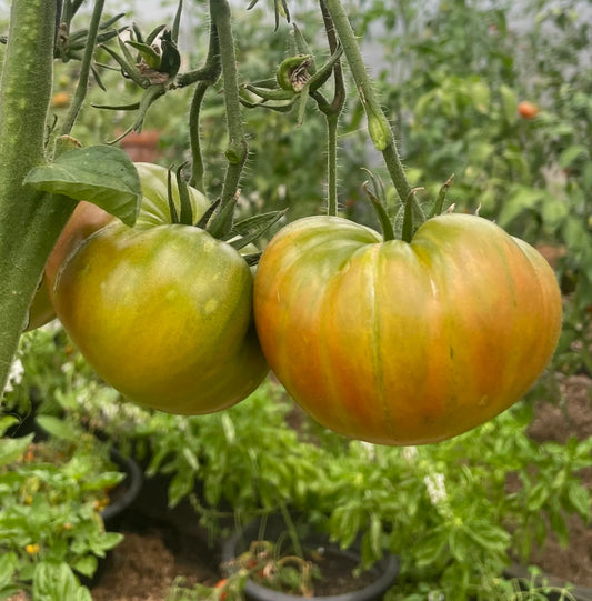 Aunt Rubys german Green