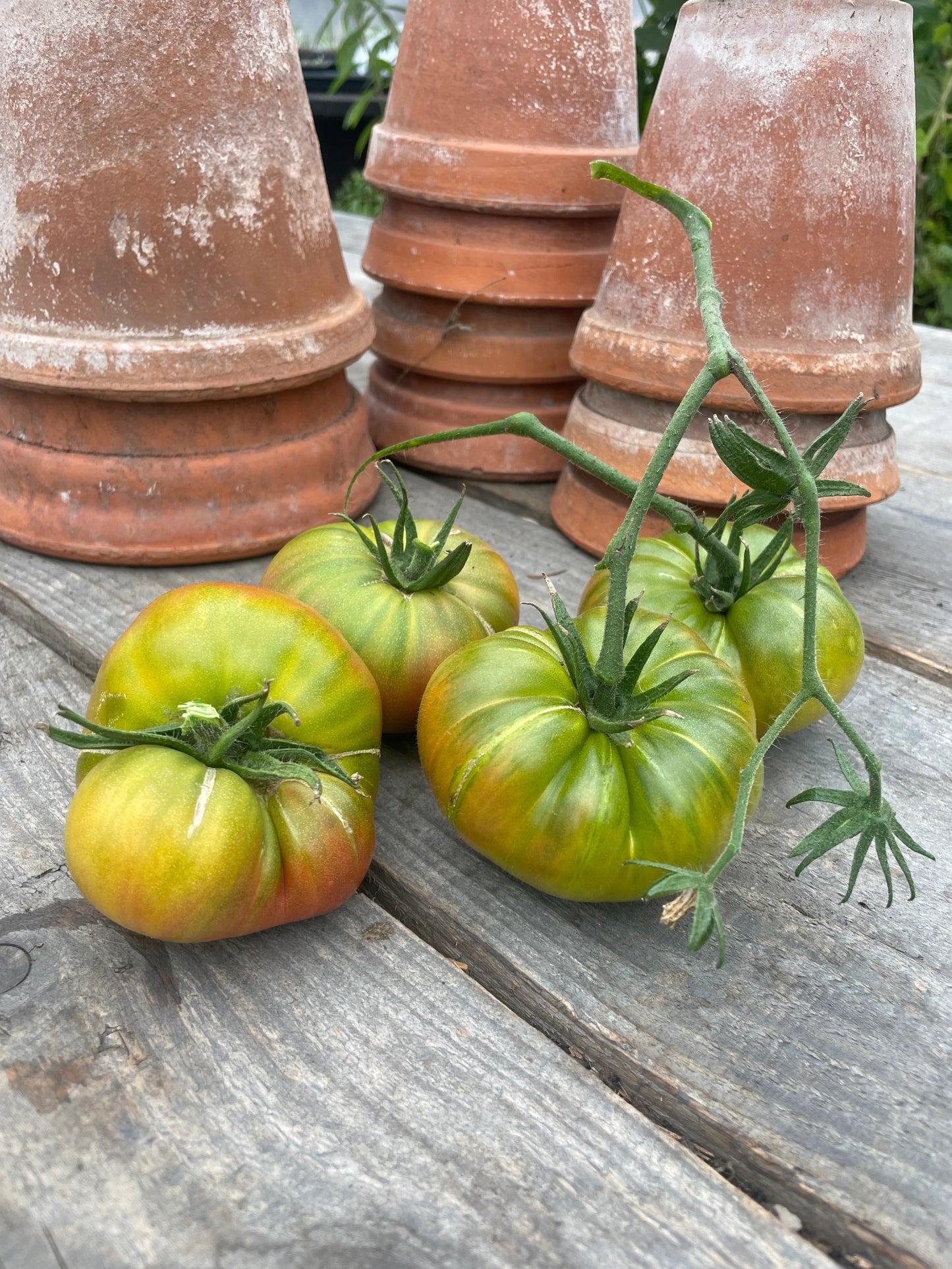 Aunt Rubys german Green