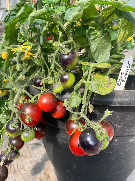 MICRO Blaue zimmer tomate