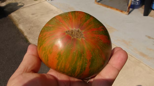 DWARF Peppermint Stripes