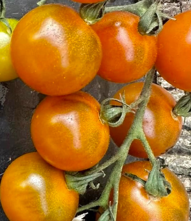 Dark orange muscat