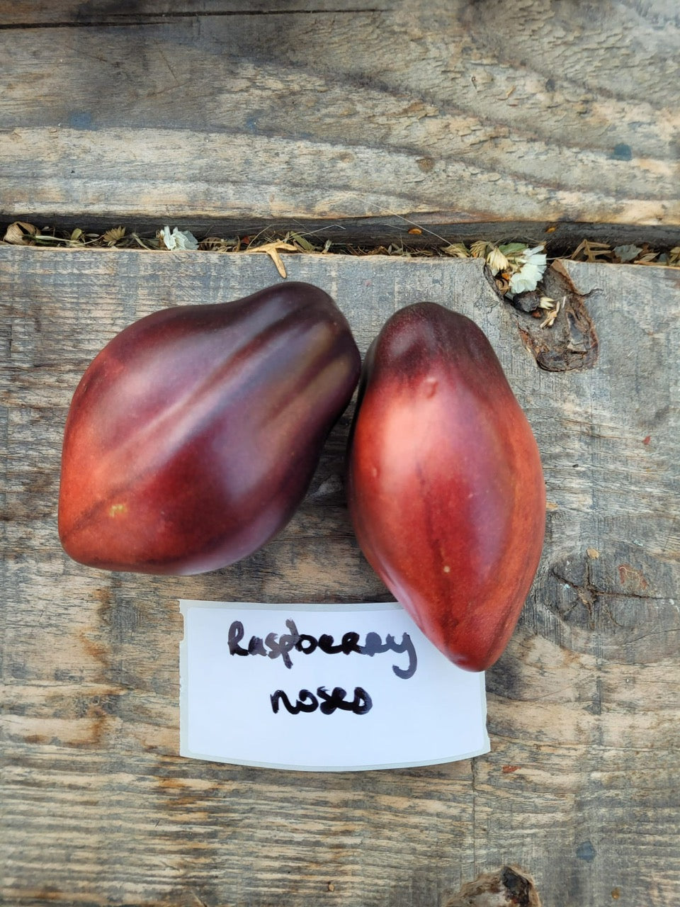 Seargant Peppers raspberry noses