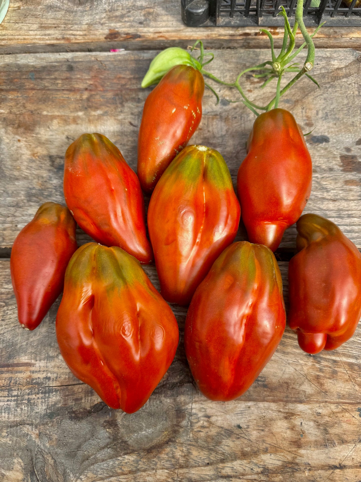 Cuban Peppers like black