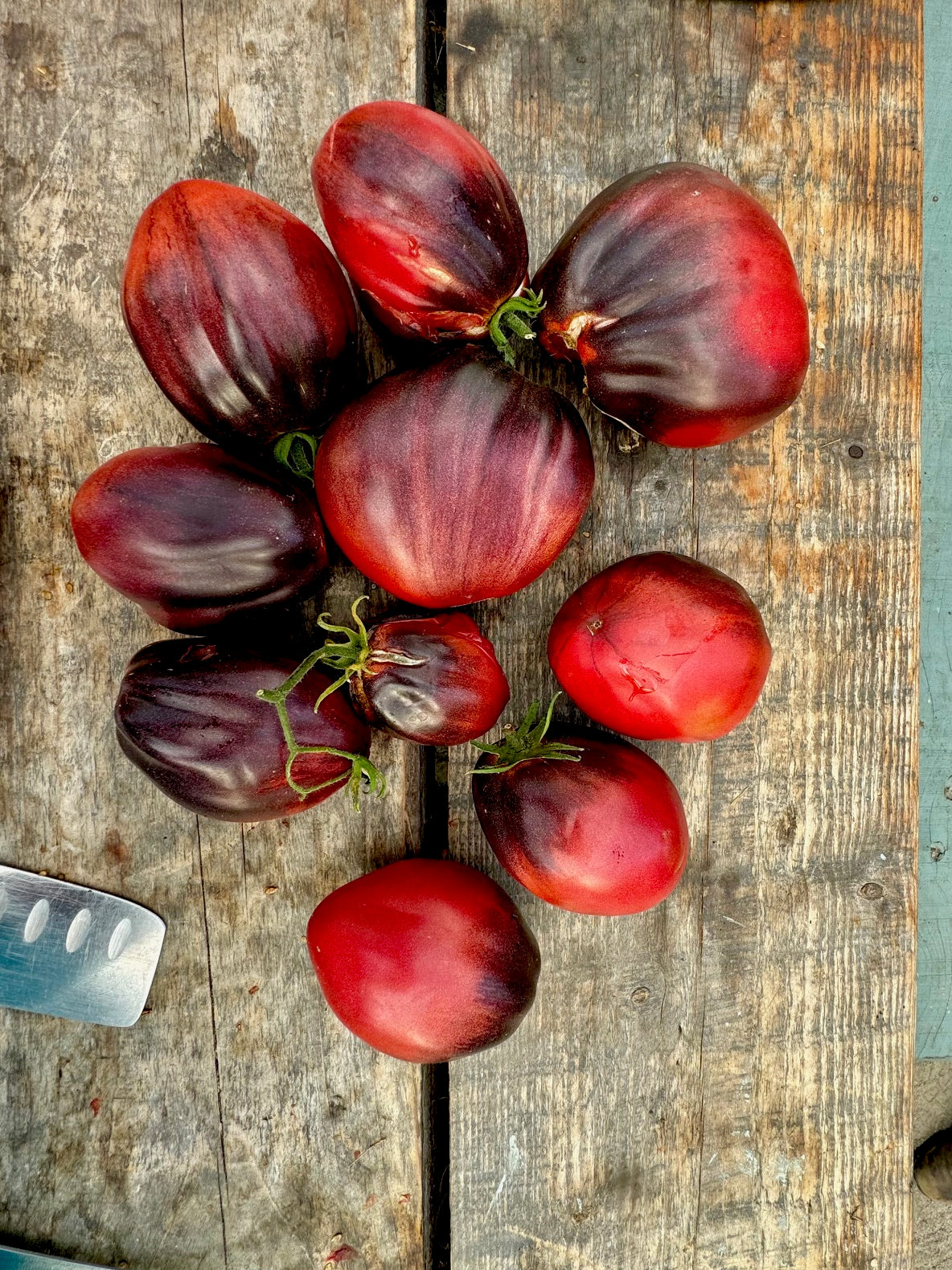 Seargant Peppers raspberry noses