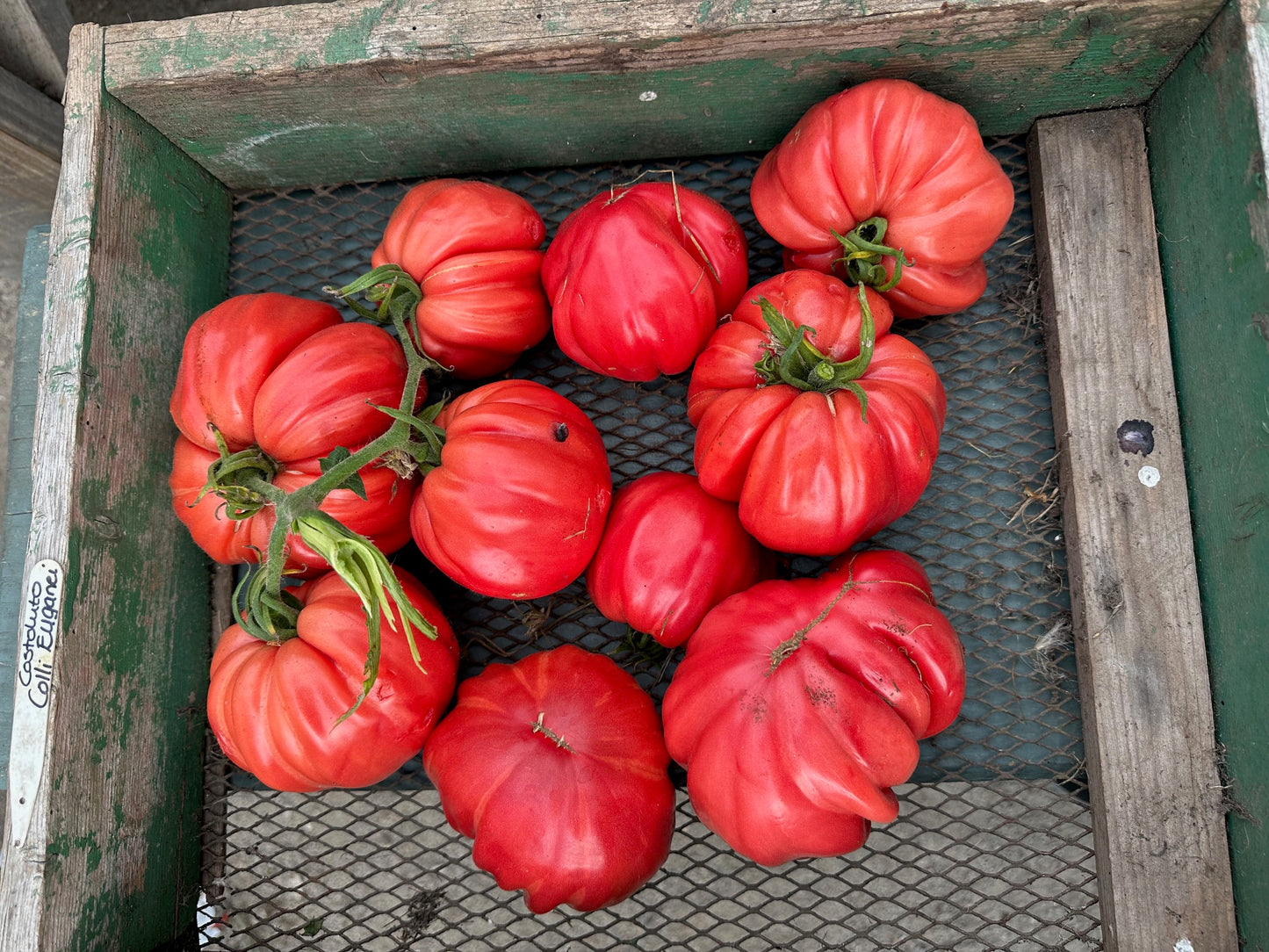 Costoluto Colli Euganei