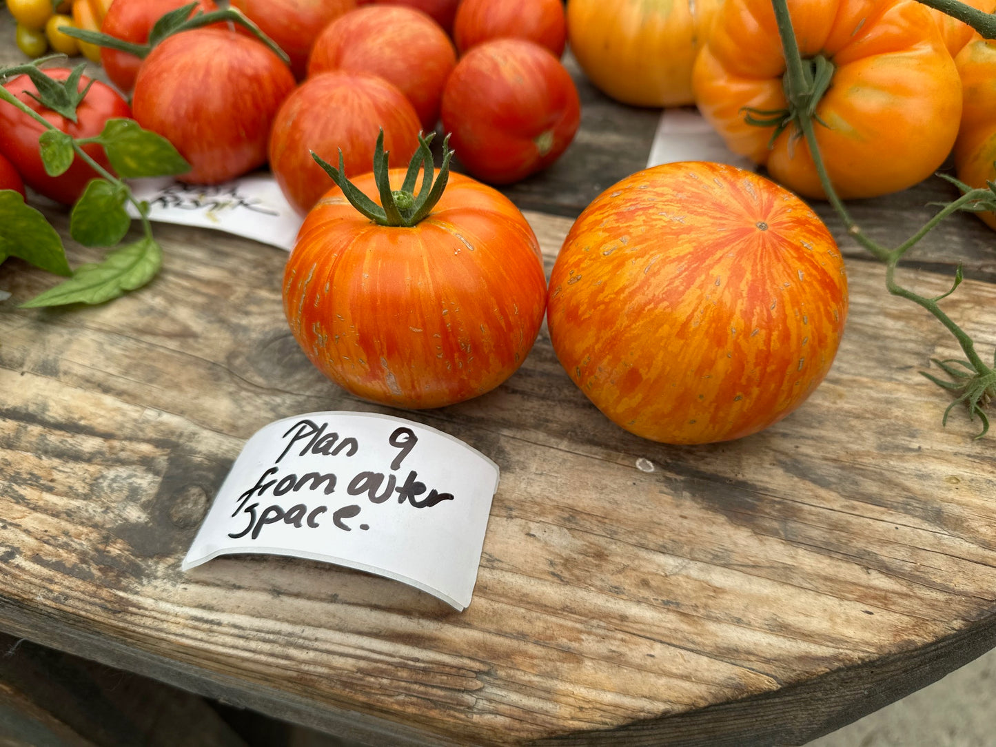 Plan 9 from outer space