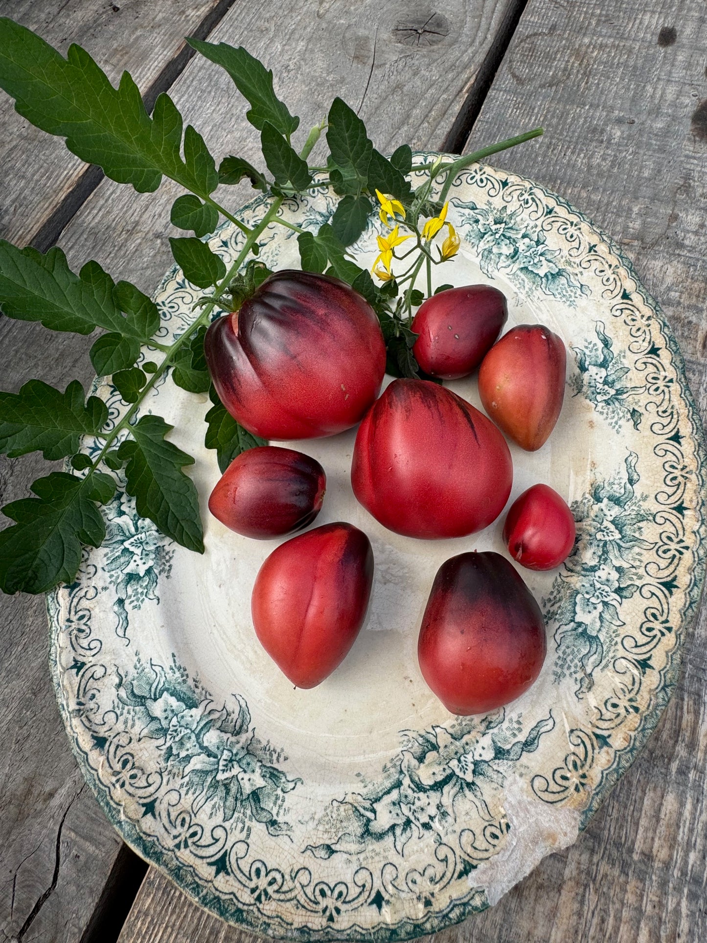Seargant Peppers raspberry noses