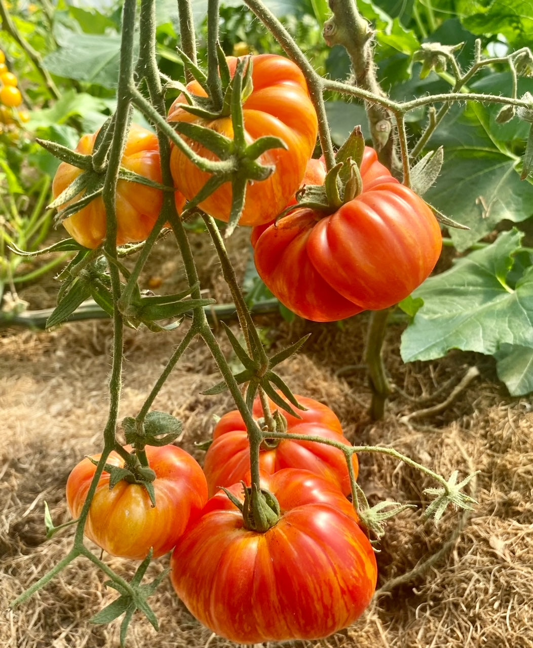 Mushroom Baskert - Striped