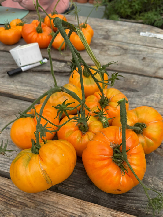 Summer Cider Apricot