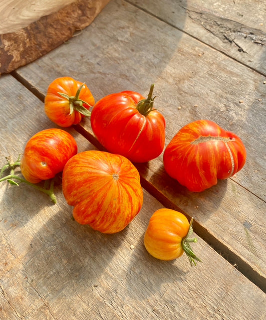 Mushroom Baskert - Striped