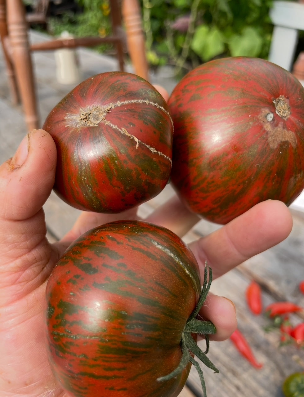 Siegel’s Dark Stripes