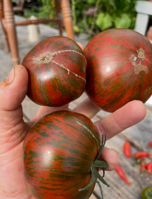 Siegel’s Dark Stripes