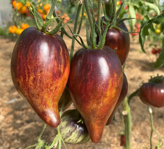 Rebel starfighter prime