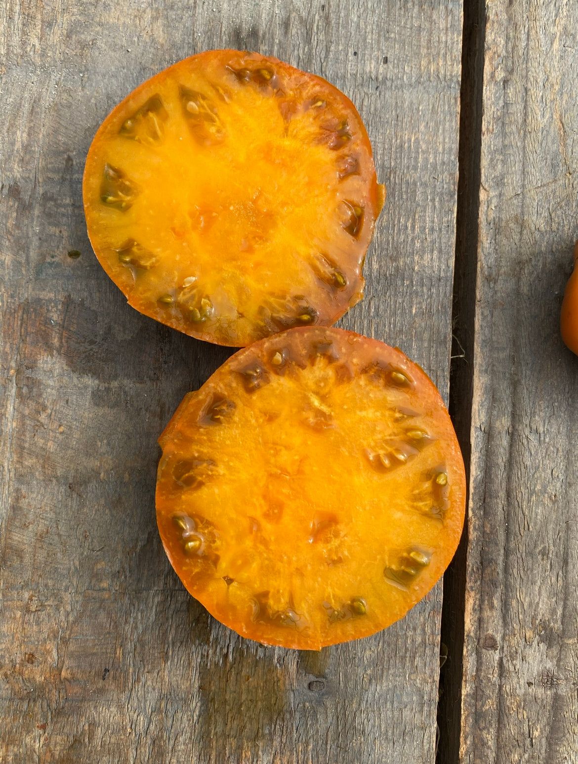 Thornburns teracotta