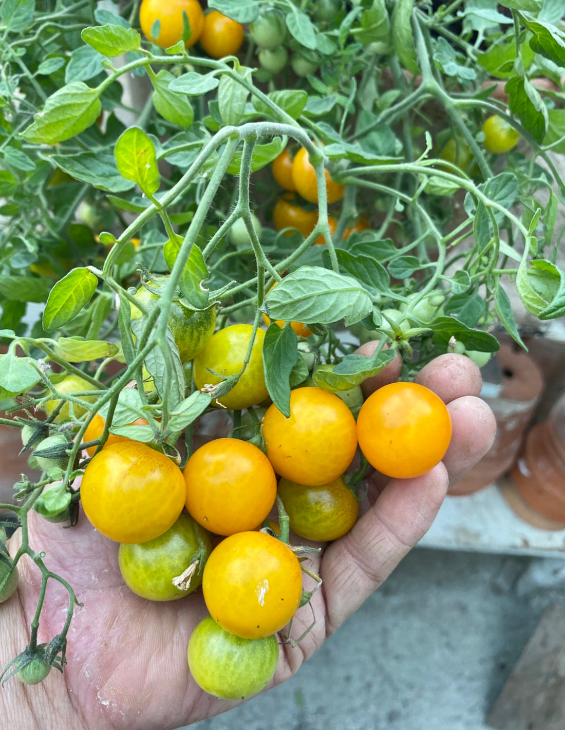 Yashi – Camillas Countryliving